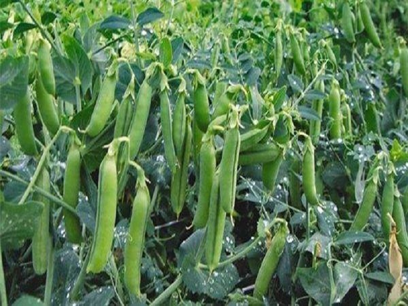vegetable crop