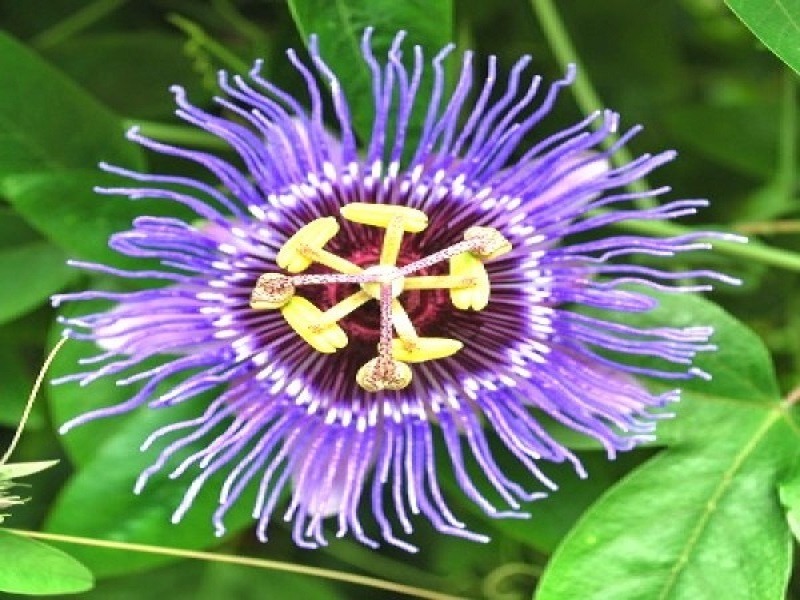 krishn kamal flower