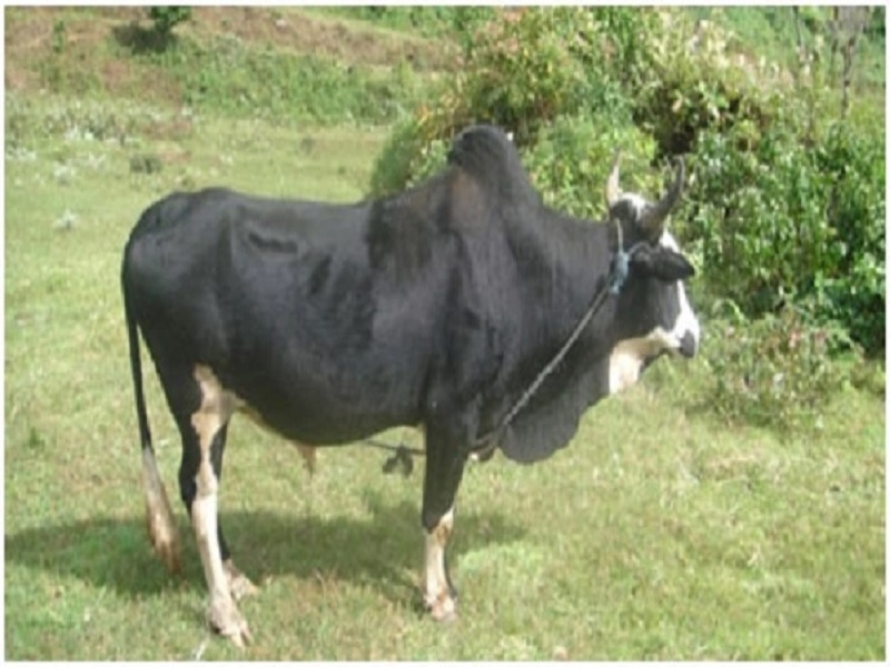 siri cow