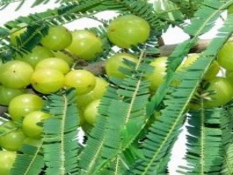 aawala tree