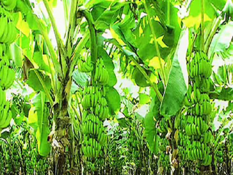 banana crop