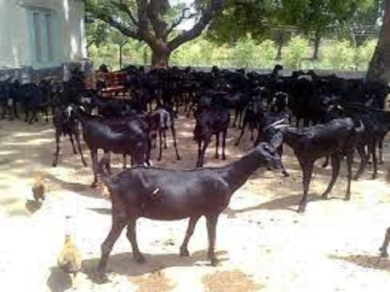 goat farming