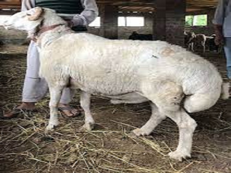 dunmba sheep