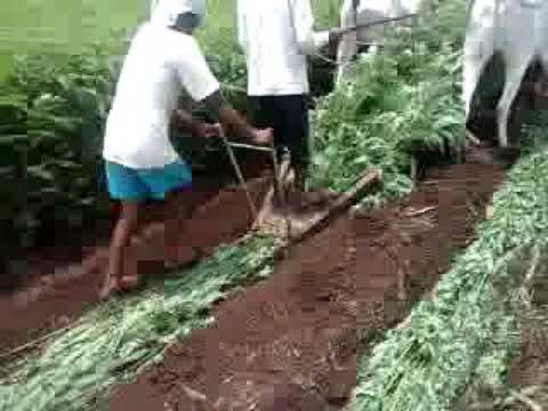 greenary fertilizer