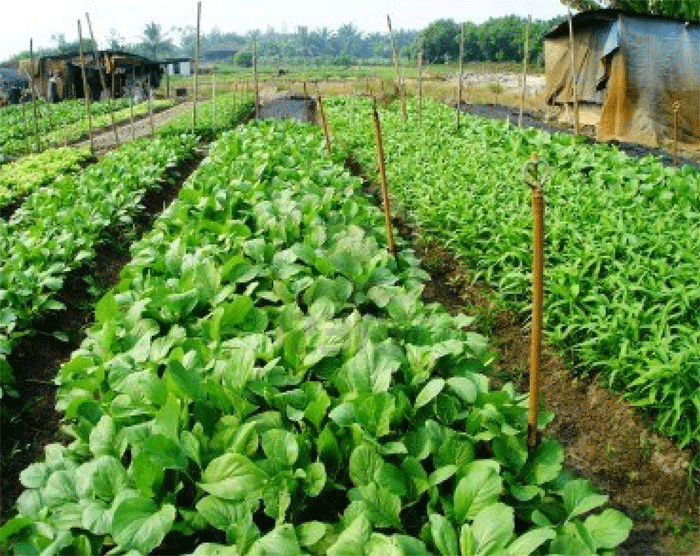 Integrated agriculture