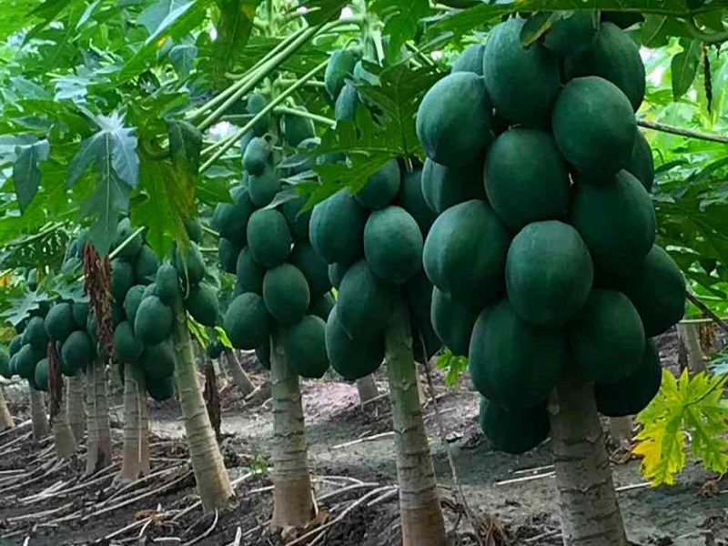 papaya crop