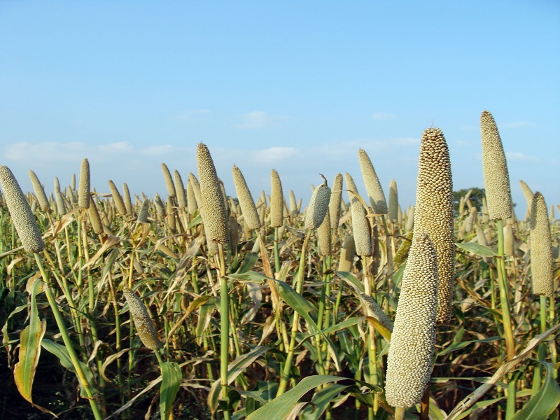 millet crop