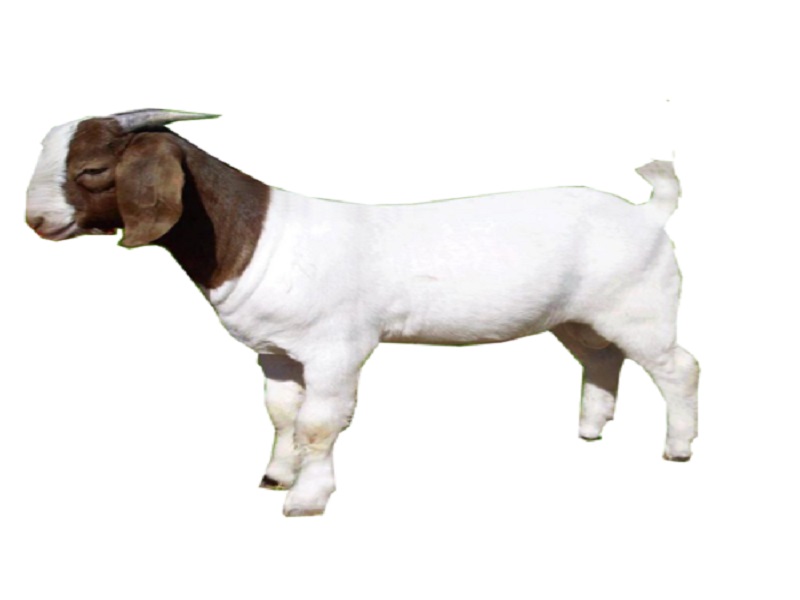 boar goat