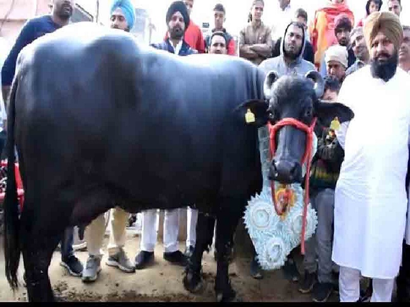 saraswati buffalo