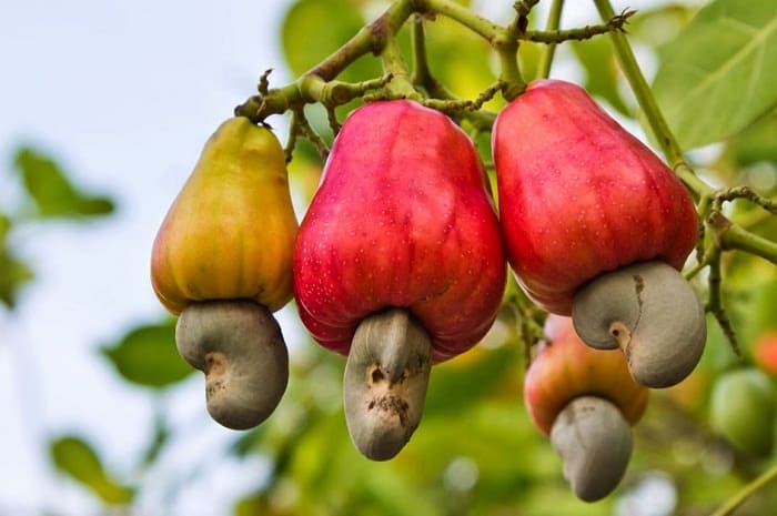cashew farming