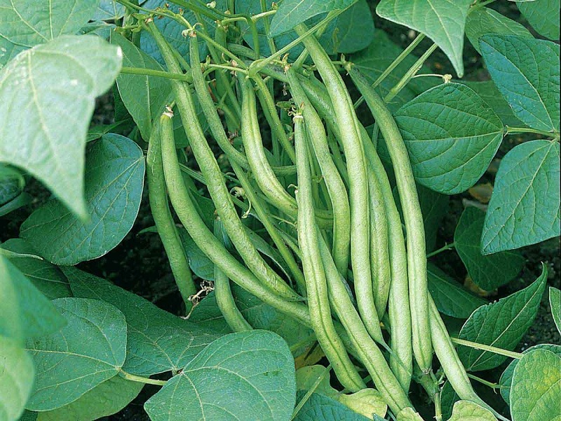 Beans Farming