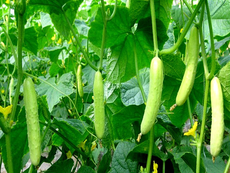 Cucumber crop