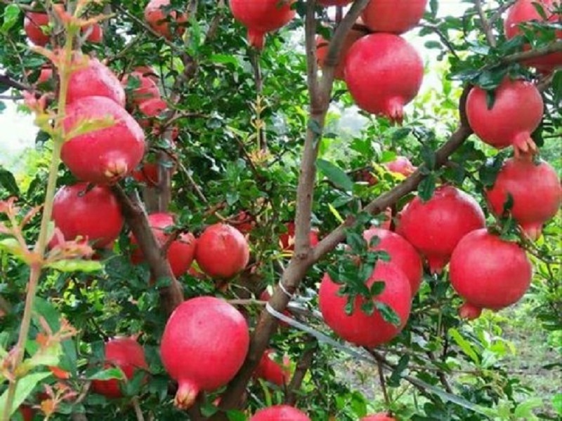 pomegranet