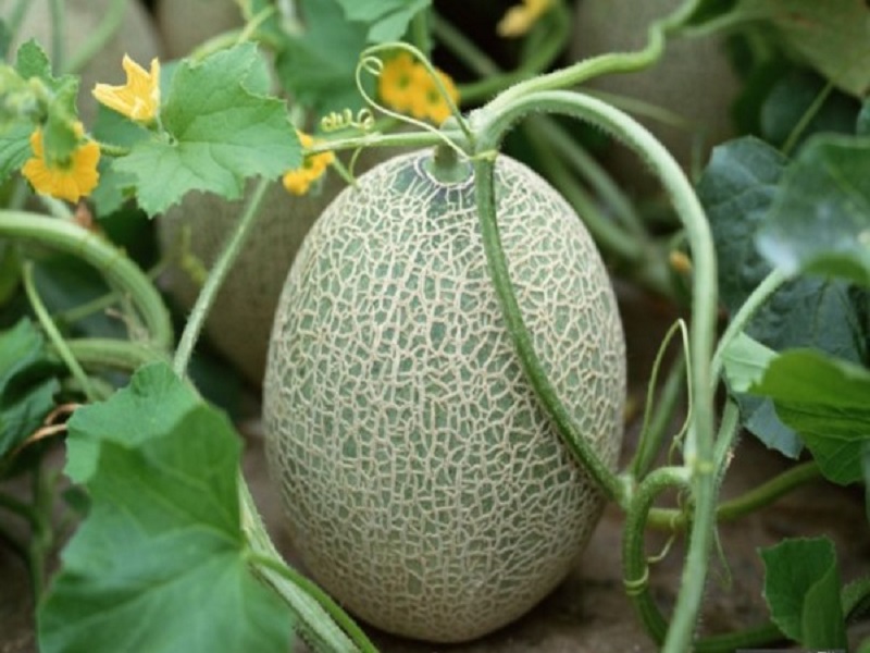 melon crop