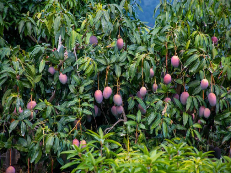 mango plant