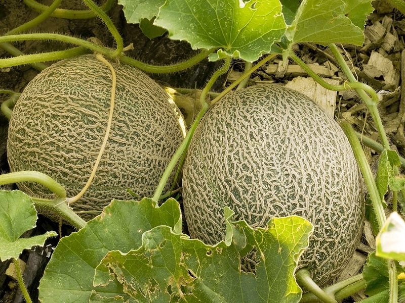 melon crop