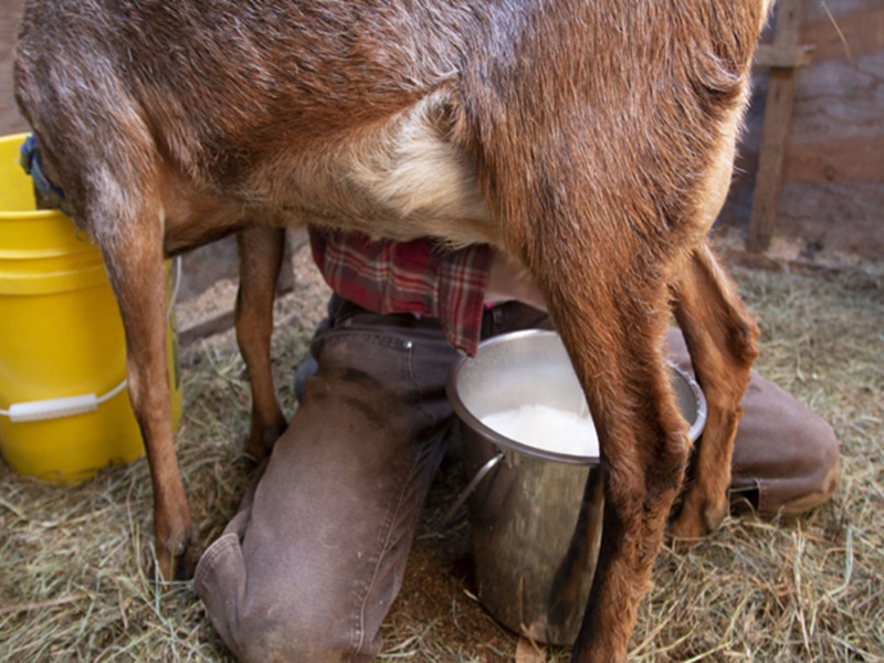 Madhya Pradesh Goat Milk