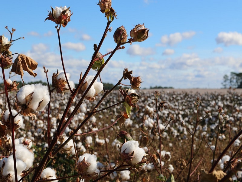 cotton remnants