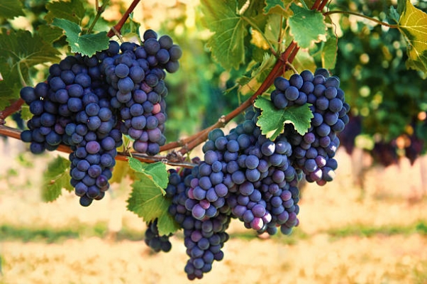 Grape Orchards