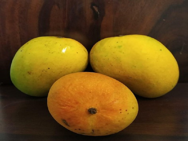 malavi hapus mango