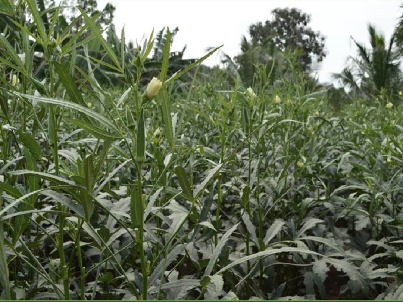 okra crop