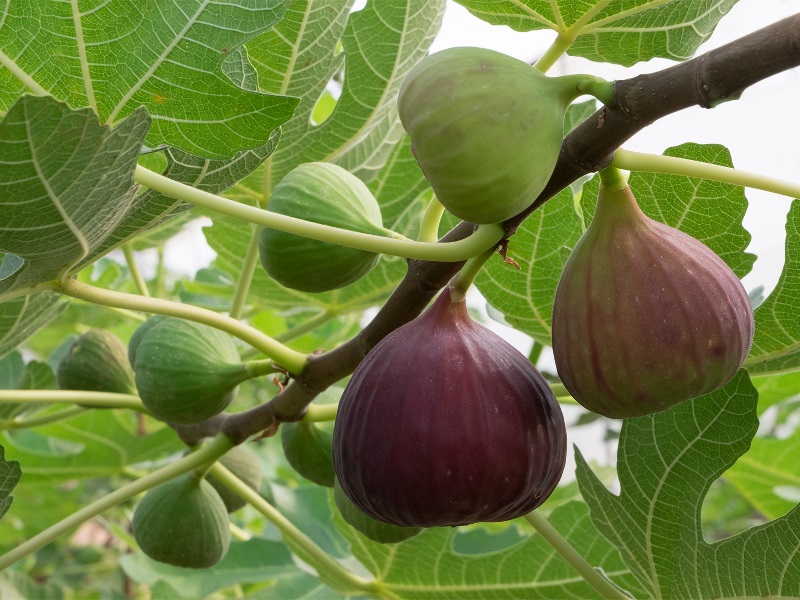 pune fig export to europe