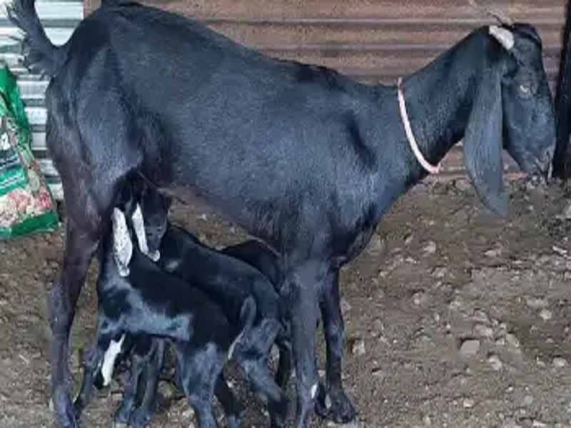 goat rearing