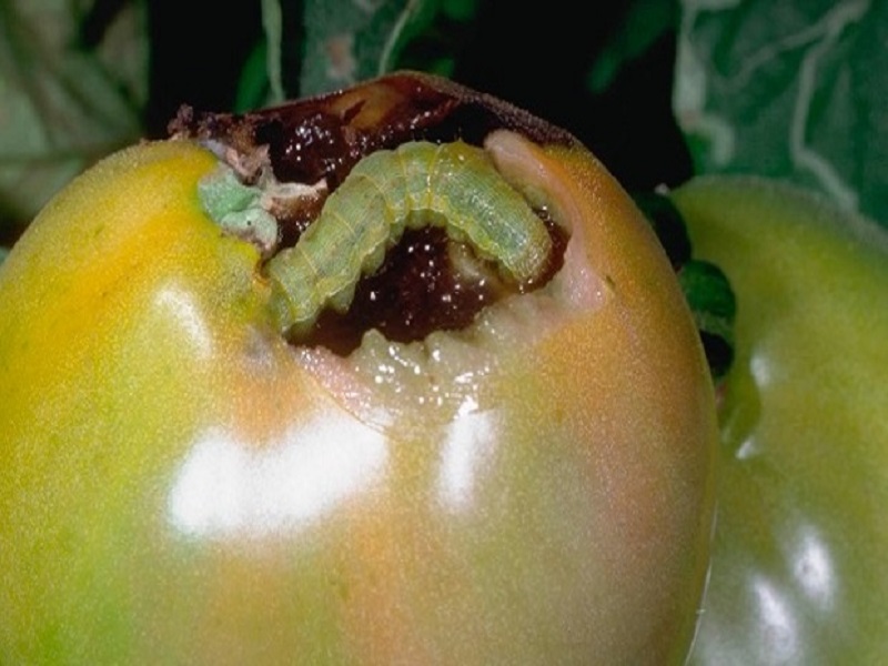 fruit borer insect