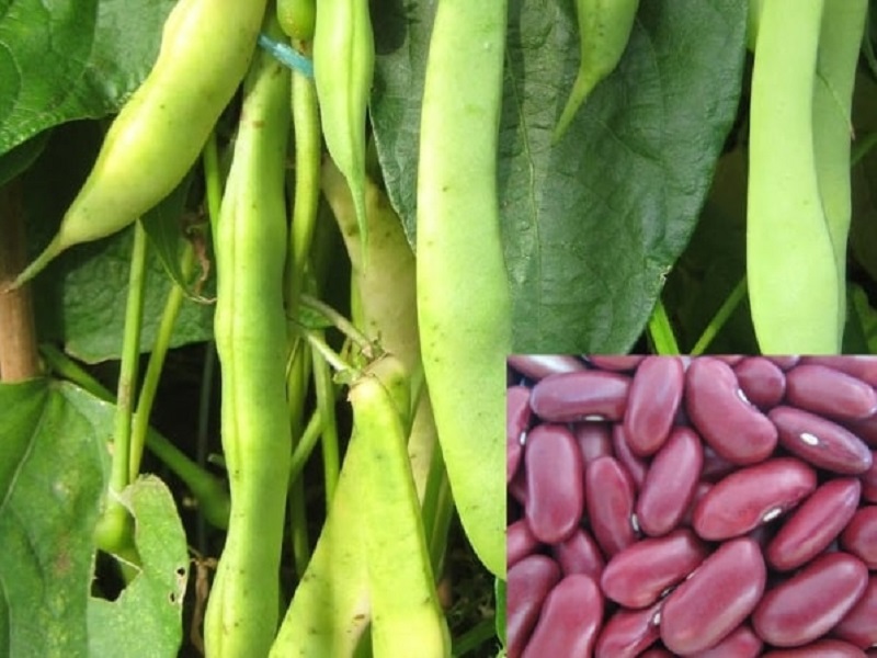 kidney bean crop