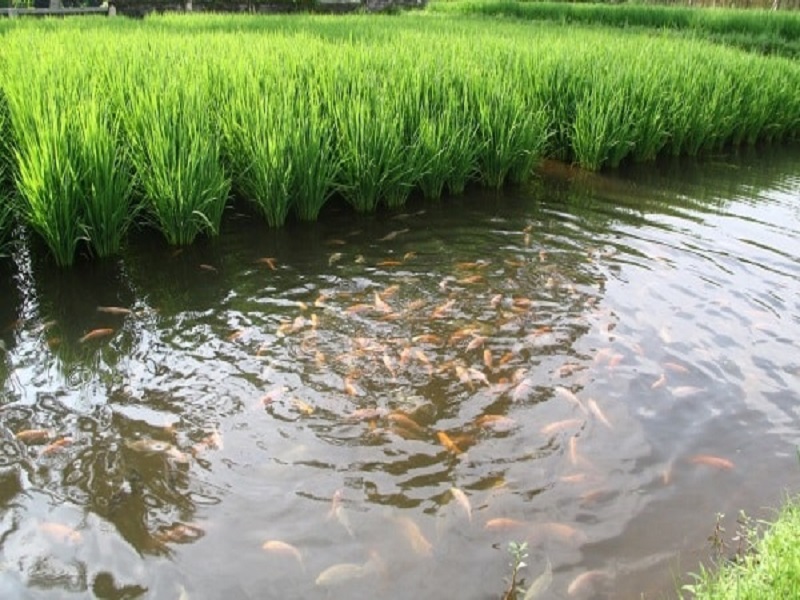 fish rice farming