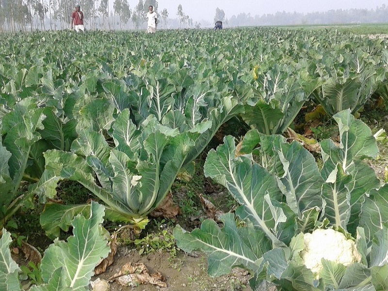 cauliflower crop