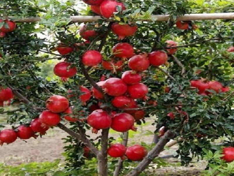 pomegranet orcherd