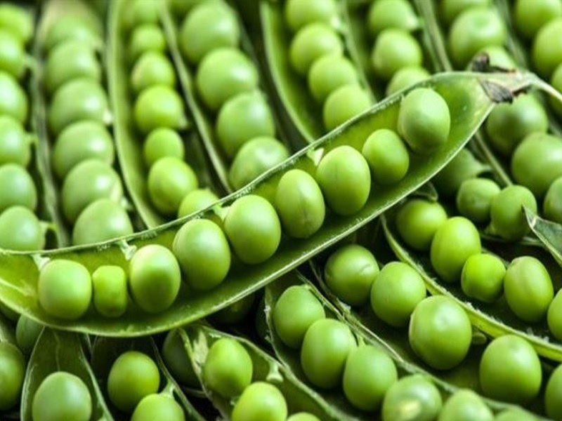 pea crop