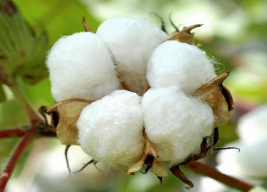 cotton farmland is decreased in khandesh as well as marathwada