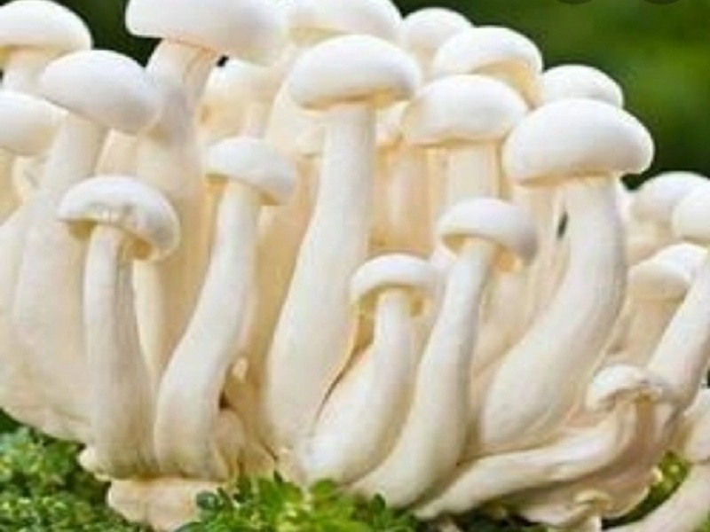 milky mushroom