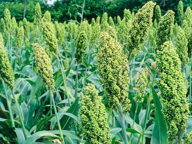 varieties of jowar for green fodder