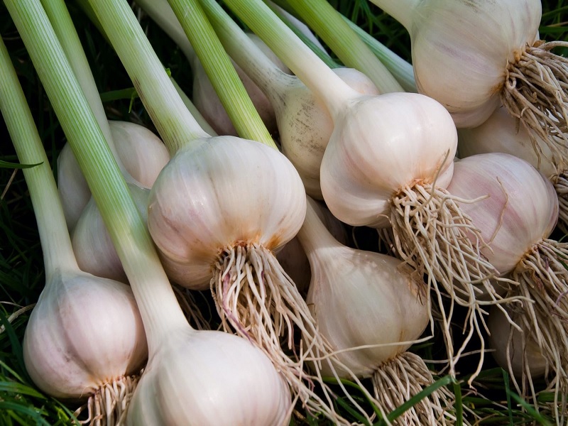 side effects of garlic