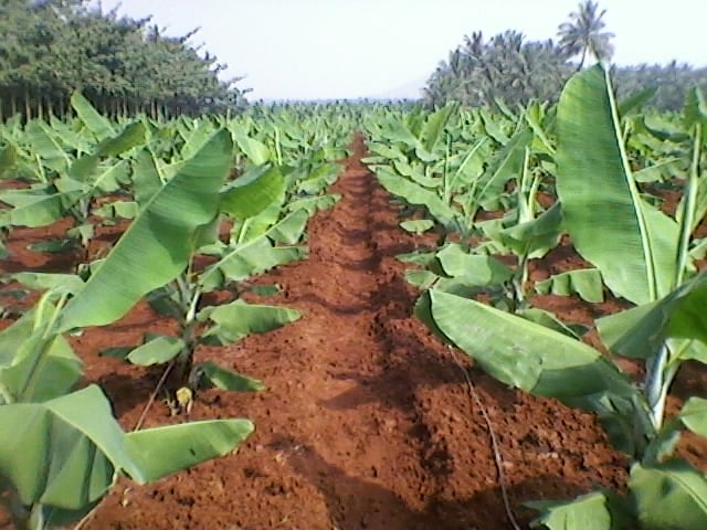 कांदा, केळी ,पपई, भाजीपाला आणि वेलवर्गीय फळे लागवड केलेल्या शेतकऱ्यांसाठी मोलाचा सल्ला