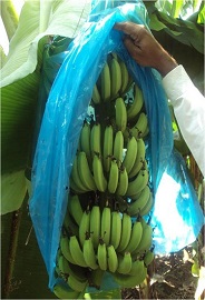 थंडीमध्ये केळी पीक व्यवस्थापन