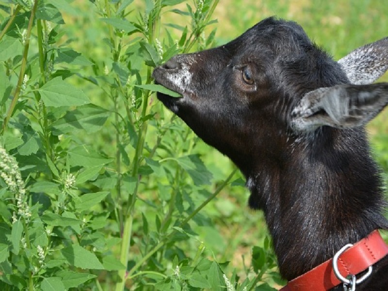 courtesy-goat farming