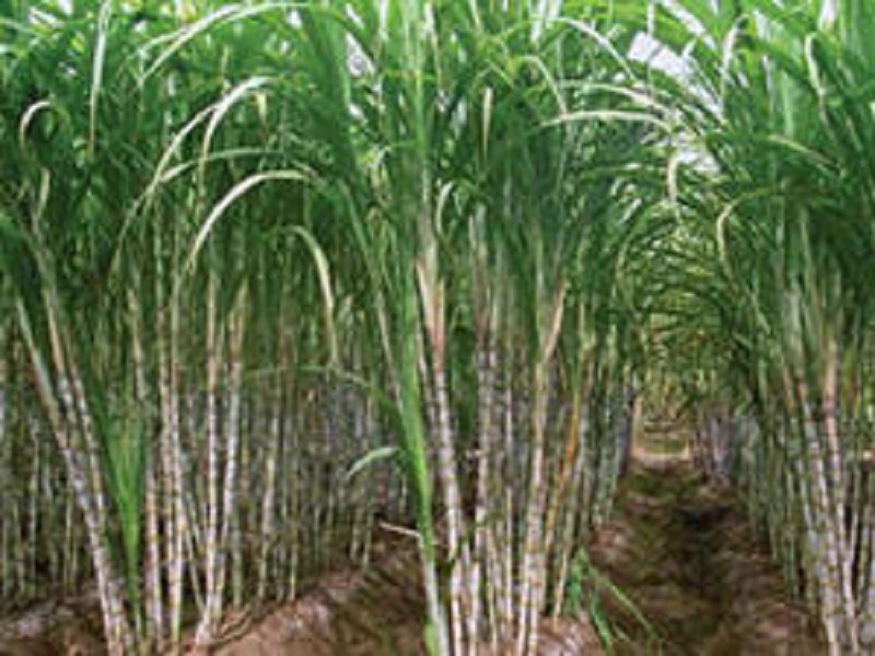 cane crop