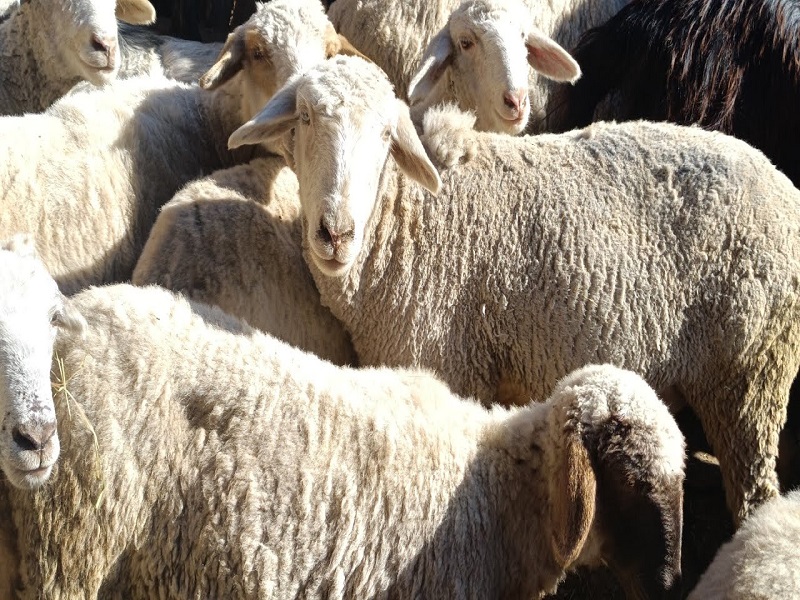 karnaah sheep