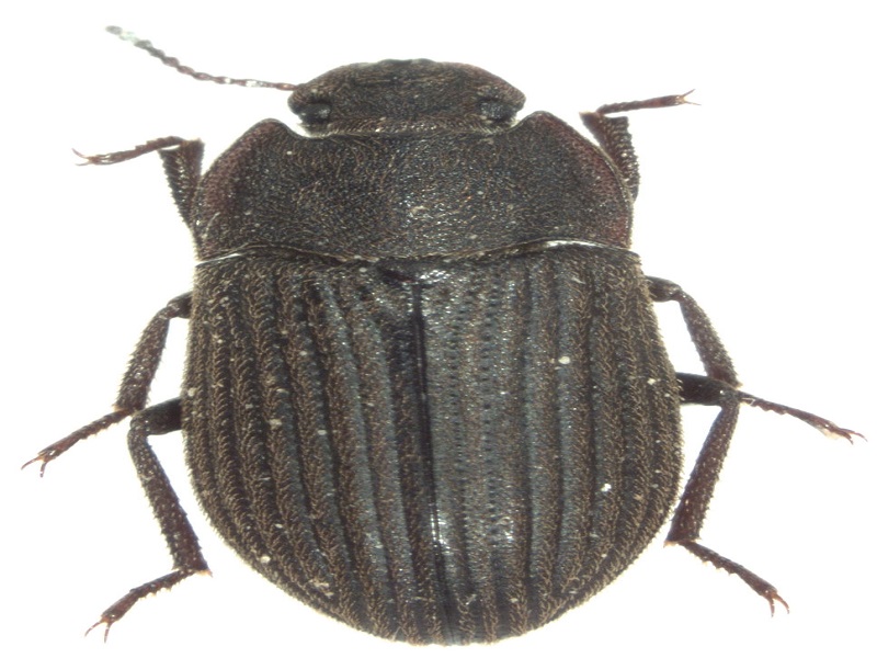 gnosophelium beetle