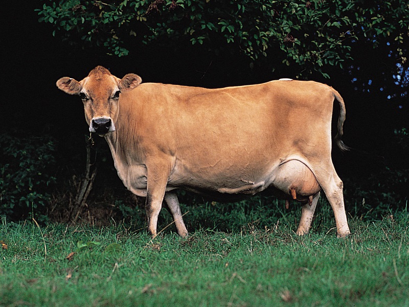 the cow