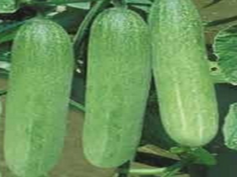 cucumber crop