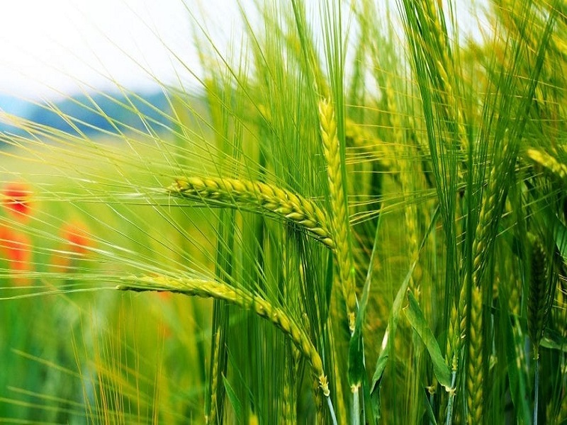 Wheat intercropping