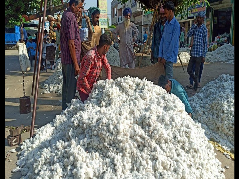 the cotton market