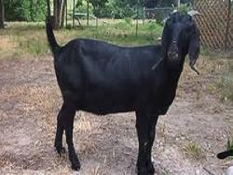 black bangaal goat