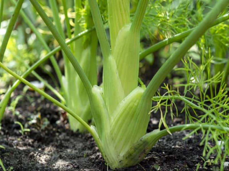 fennel crop [ image courtesy- harvesttotable ]