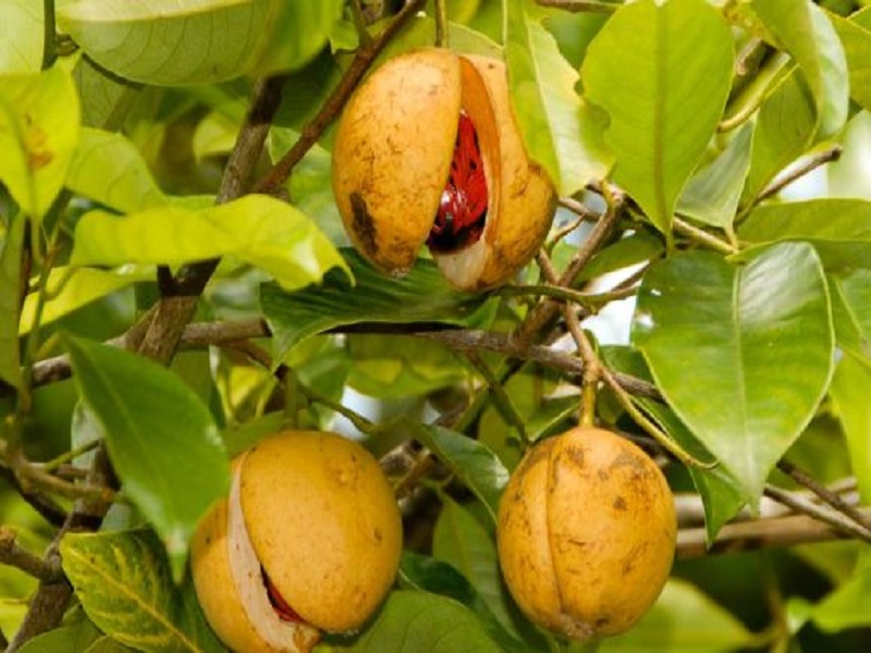 nutmeg crop